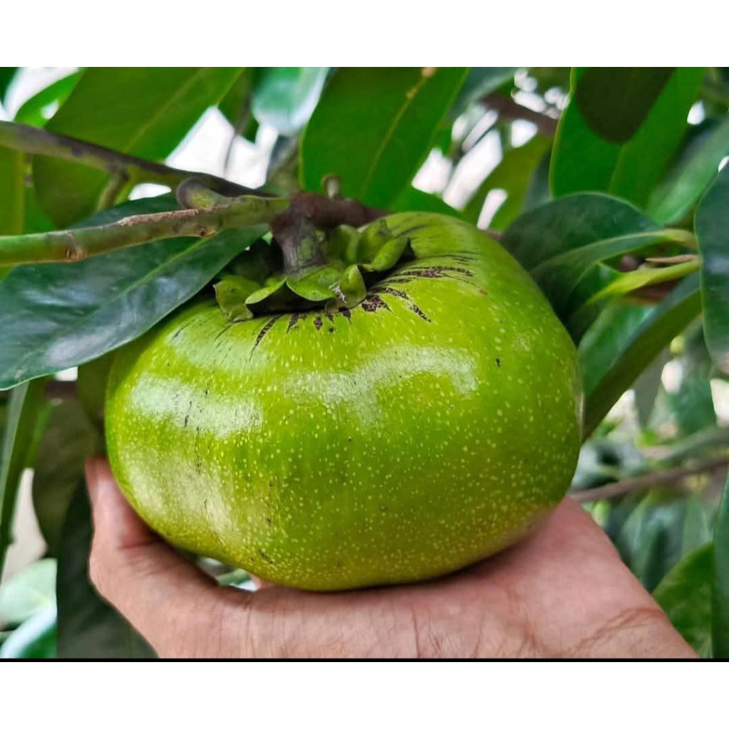 

BUAH BLACK SAPOTE ATAU SAWO HITAM ATAU BUAH RASA PUDING COKLAT 1KG