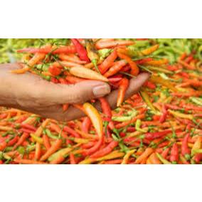 

Cabai Caplak | Cabe Setan | Cabe Ayam Geprek 250GR