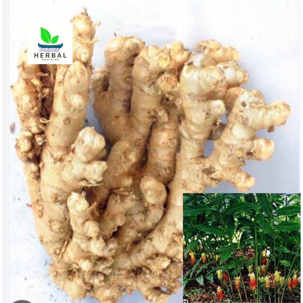 

lempuyang segar asli fresh 1kg herbal