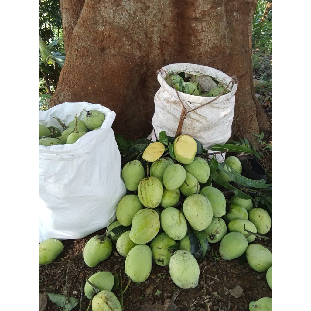 

mangga petis /mengkel dermayu