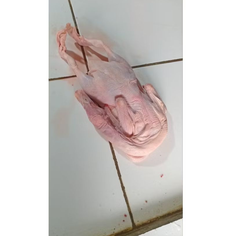 

Bebek Frozen bisa request potongan