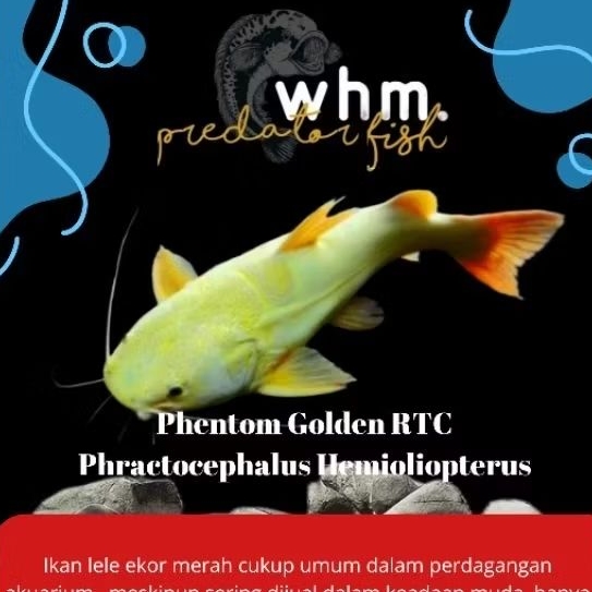 Phentom Golden RTC 8-10 cm rare import (PROMO TERMURAH) (mainan ikan)