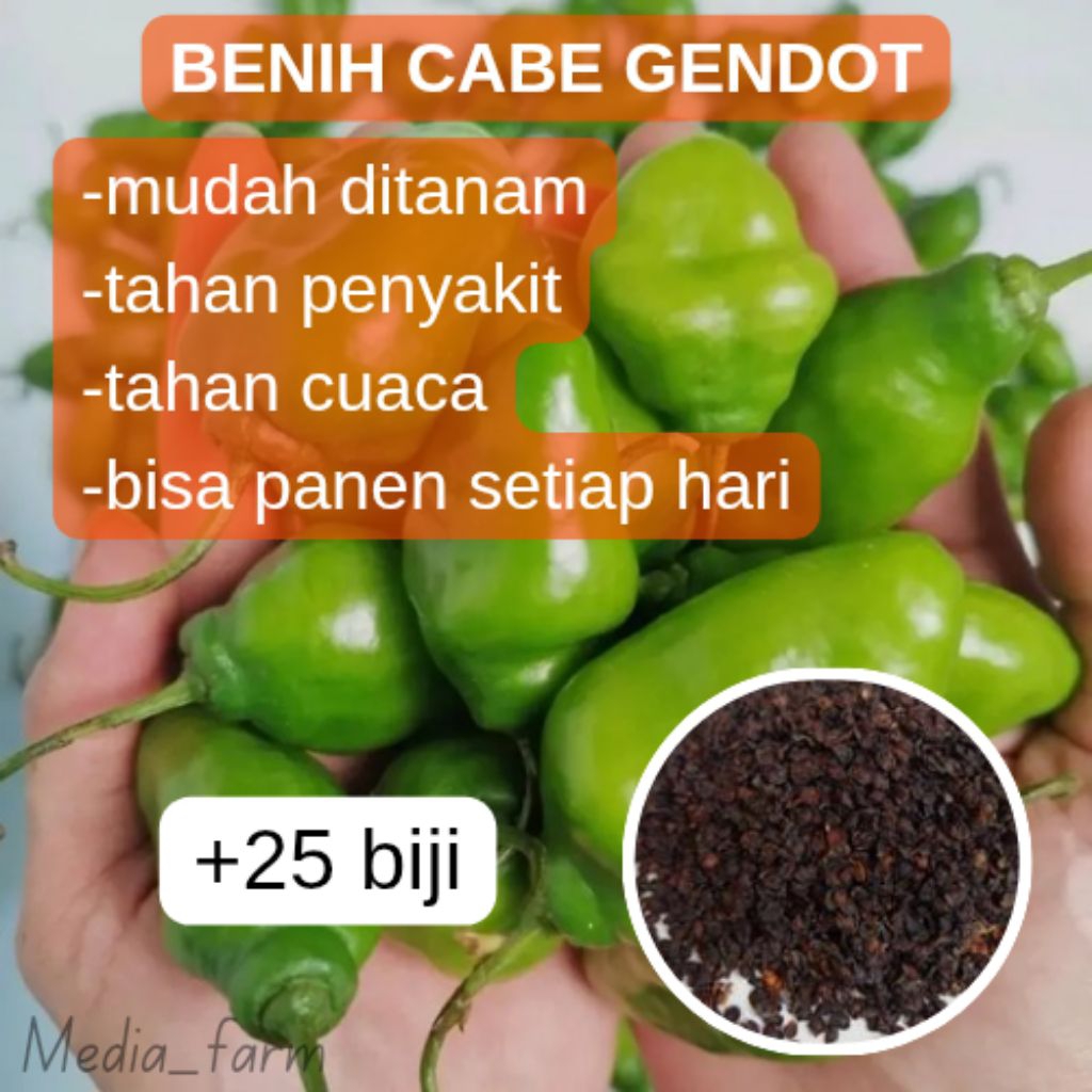 

Media Farm - BENIH UNGGUL Benih Cabe Gendot / Cabe Bandung / Paprika Lokal Siap Tanam