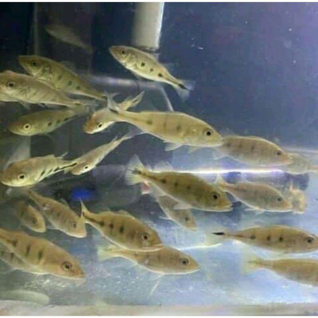 hiasan aquarium/pibas mono