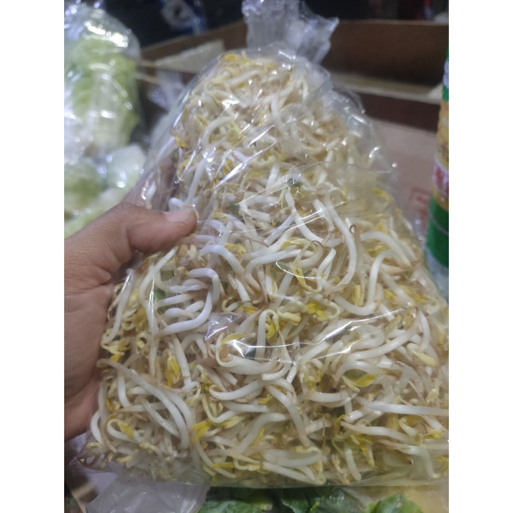 

INSTAN tauge toge kecambah utik utik cambah murah