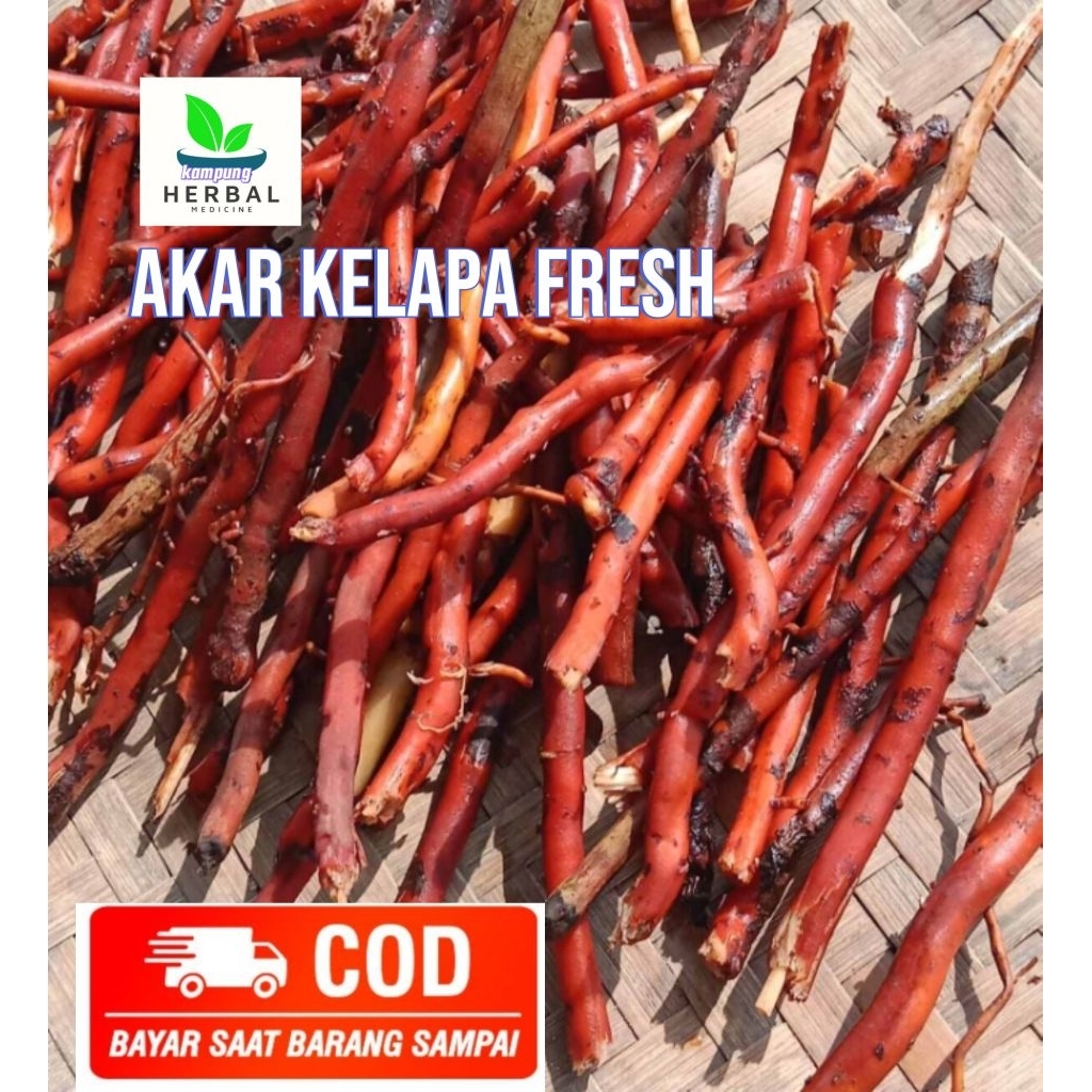 

akar kelapa segar fresh