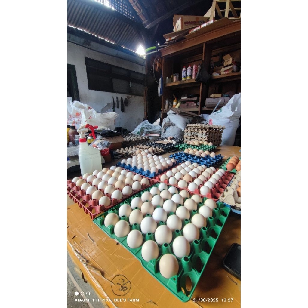 

Telur ayam kampung Omega