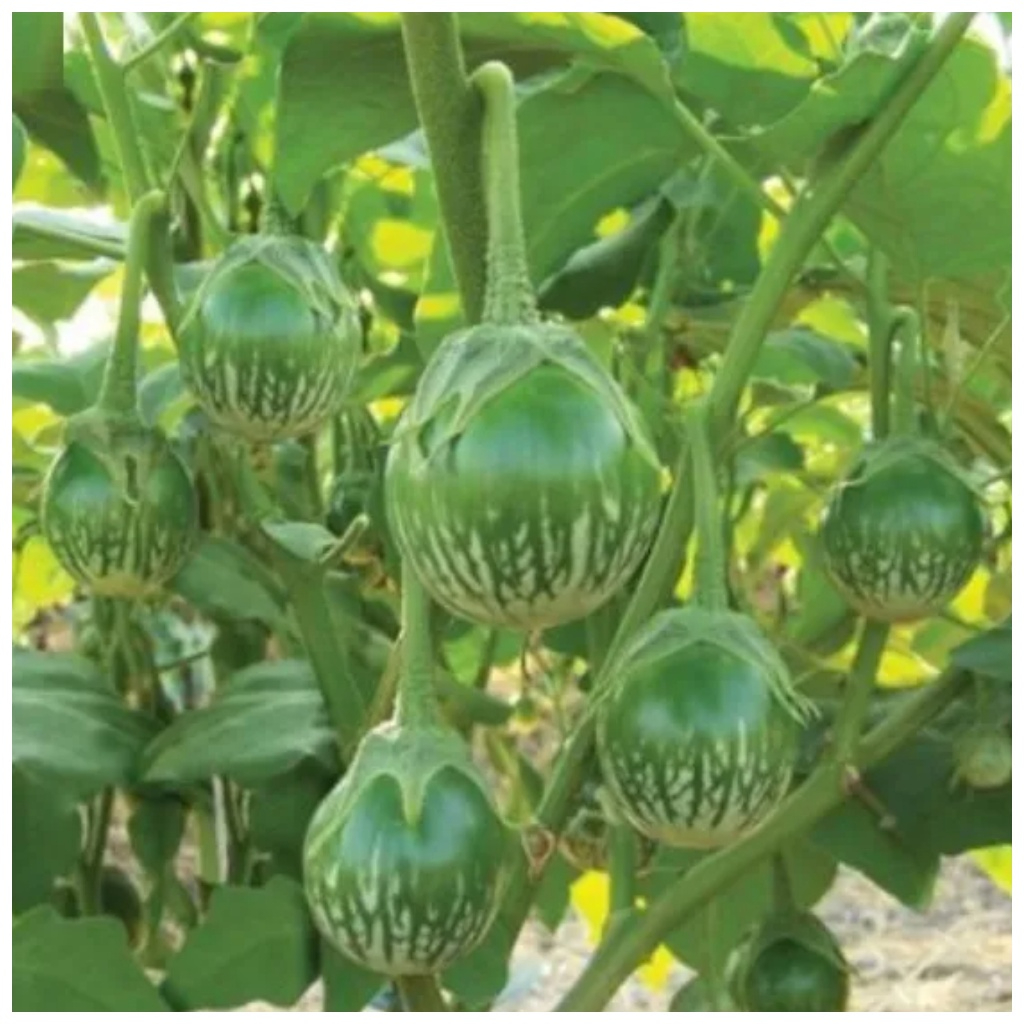 

terong hijau bulat 1 KG segar Dipetik saat di pesan