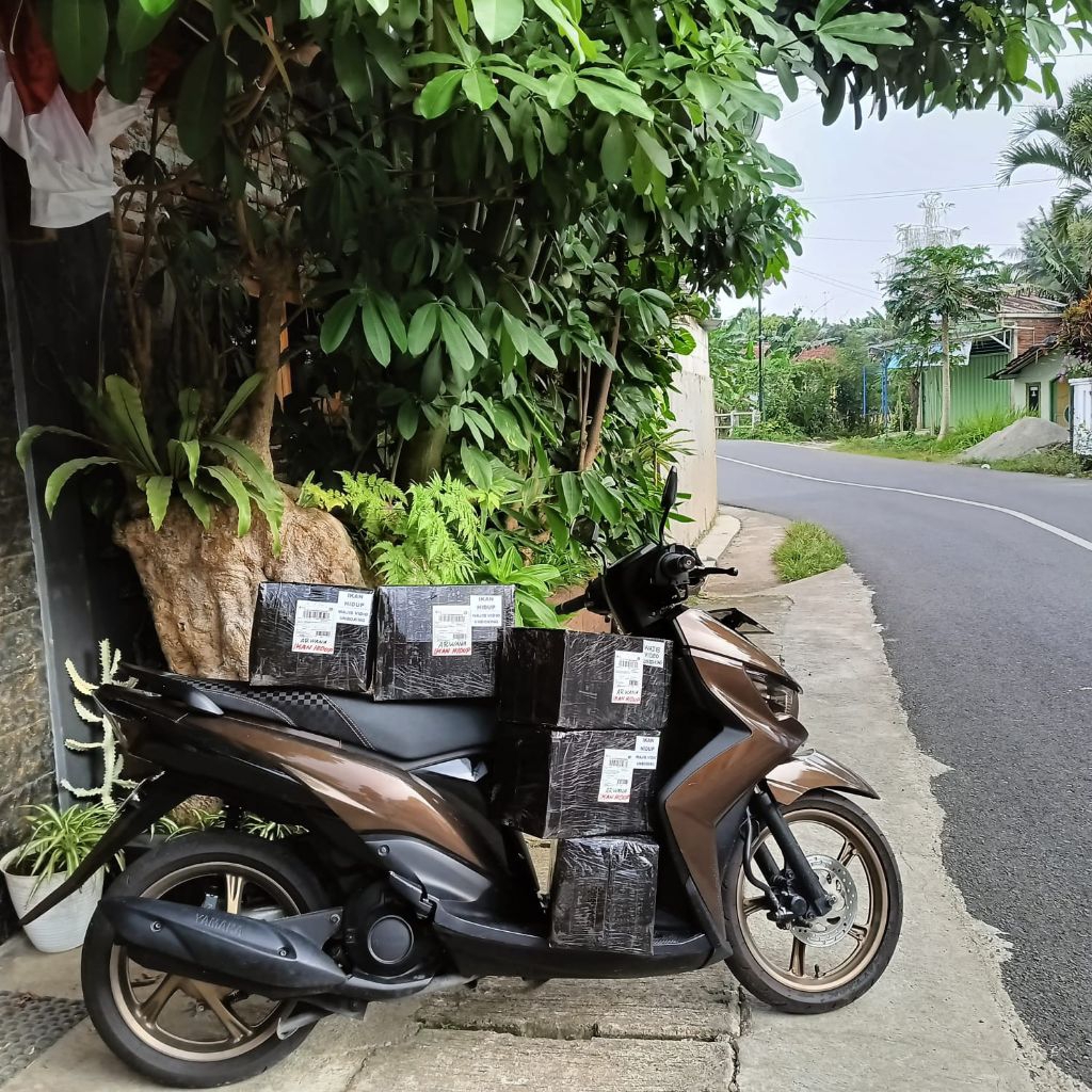 IKAN HIAS BAGUS MULUS 20-22 CM ARWANA SILVER RED NOMINUS