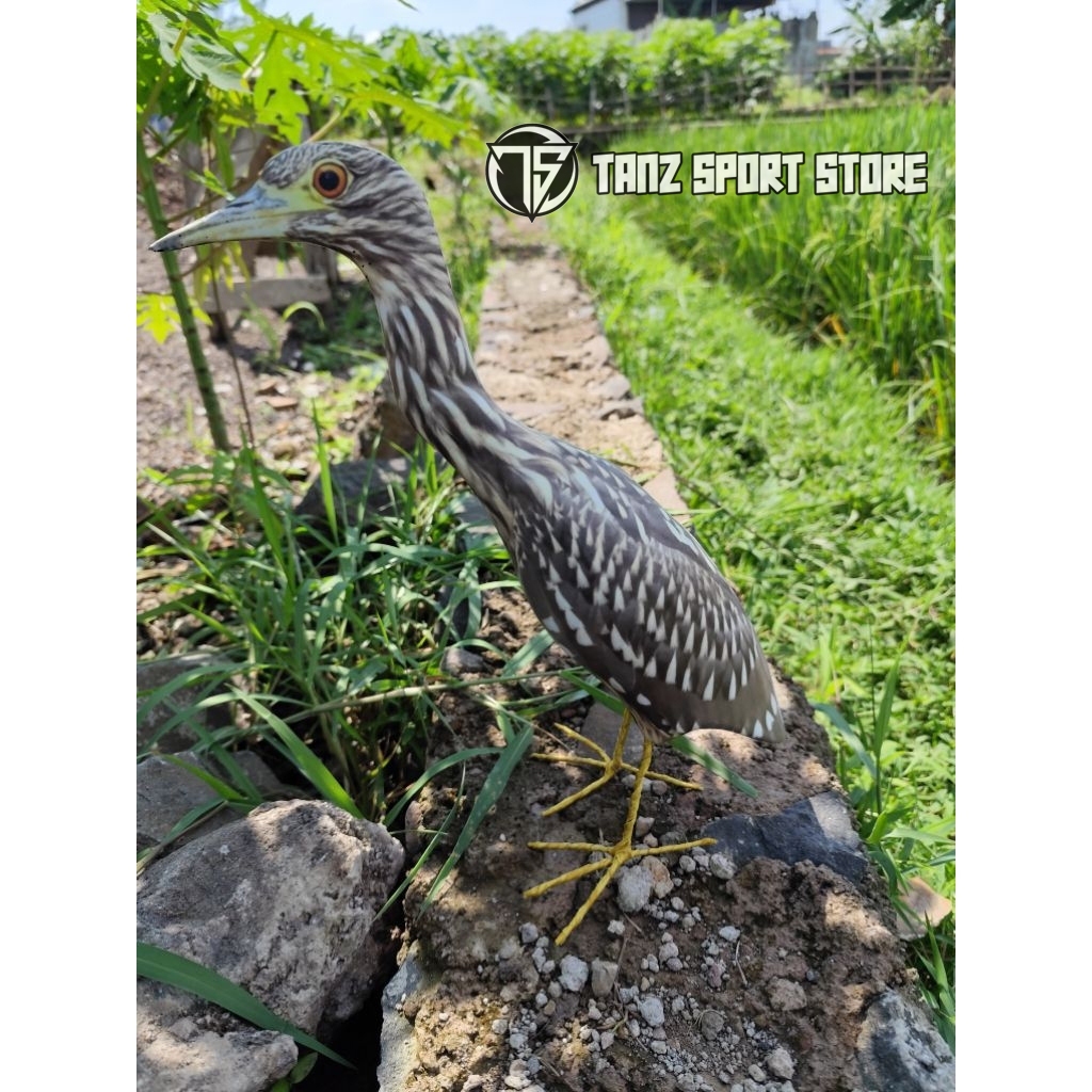 Jontrot patung burung koak coklat / dekoy boneka manuk rawa koak mirip asli