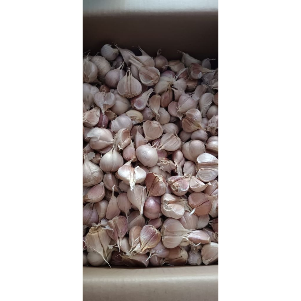 

bawang putih kating sedep garing