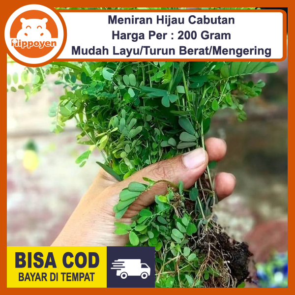

Meniran Hijau Segar Cabutan Tanpa Tanah 200 Gram