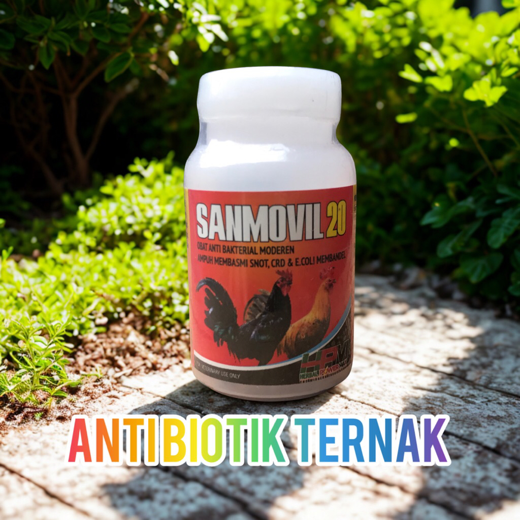 Sanmovil 20 Anti crd pilek ngorok cholera pada ayam philipin bangkok peru birma ayam petarung ayam t