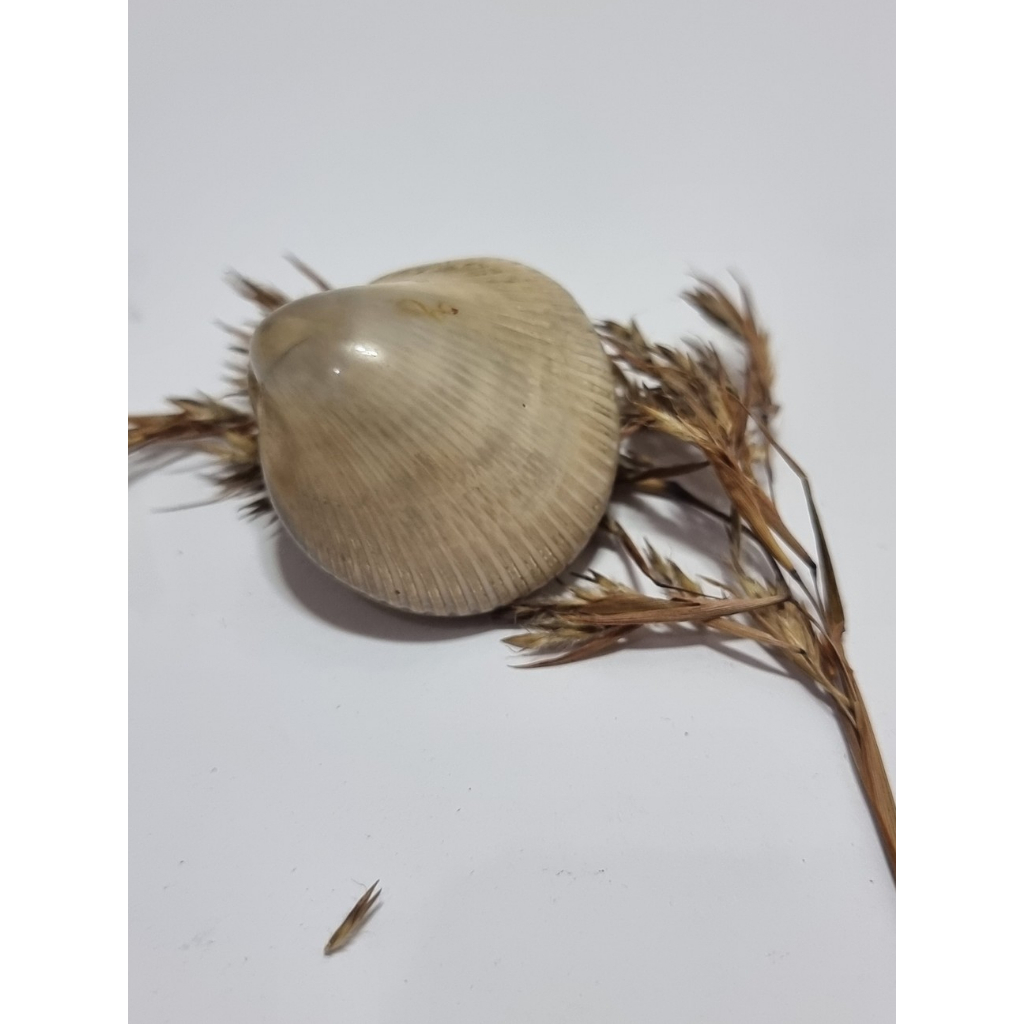 Fosil Kerang Putih Natural