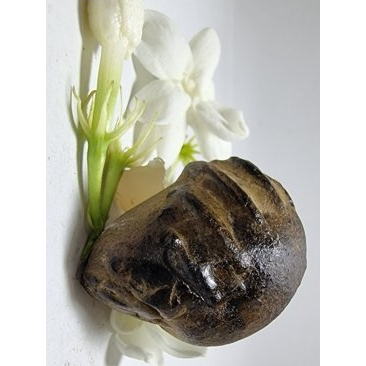 BATU FOSIL KEPITING/YUYU