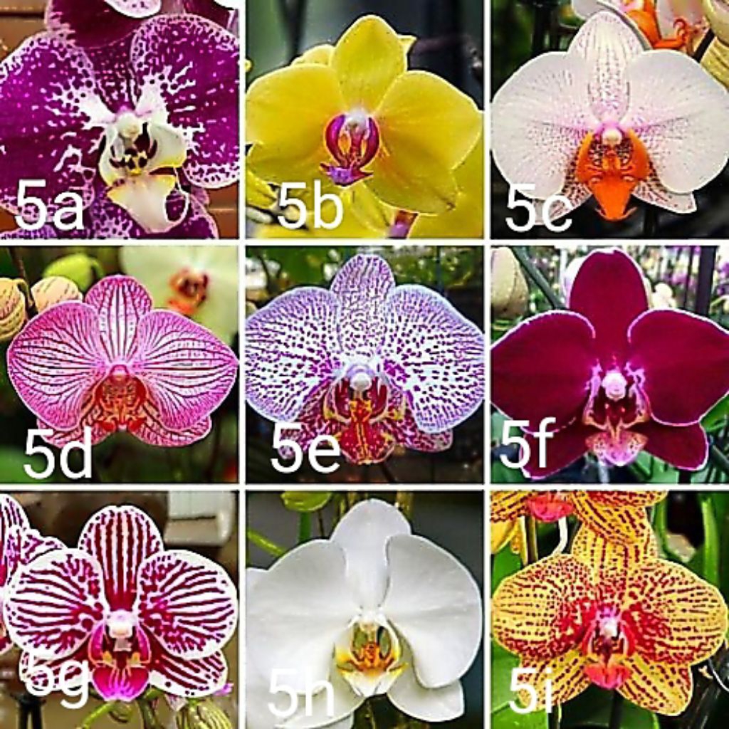 Tanaman hias anggrek dendrobium paket 36 macam2x bunganya