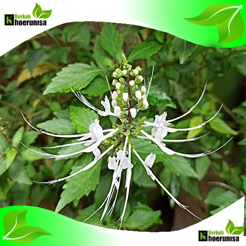 

Daun Kumis Kucing Segar 500 gram obat herbal