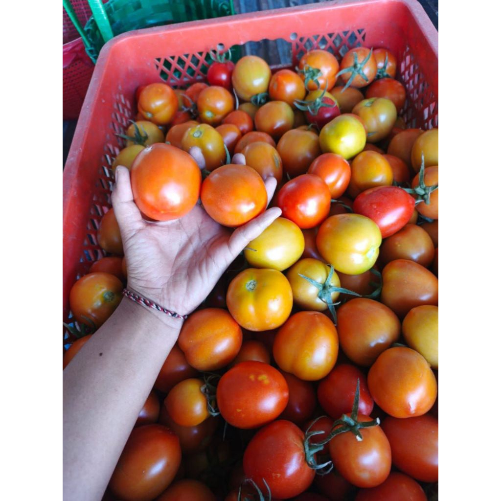 

Tomat Fresh 1kg