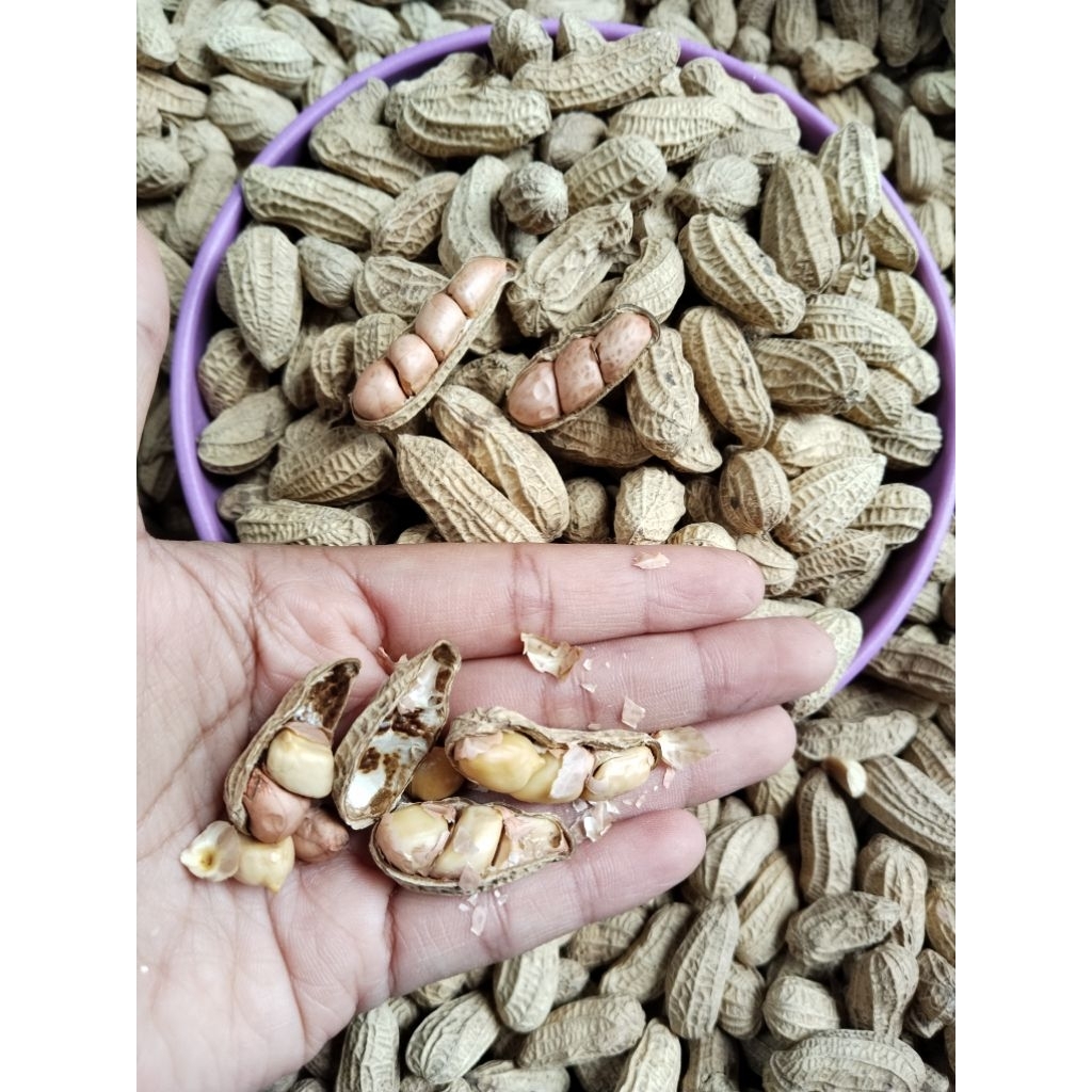 

KACANG KULIT SANGRAI PASIR 2 KILOGRAM