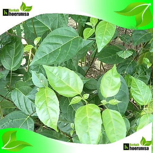 

Daun Singkil Buas Buas Segar 300 gram herbal