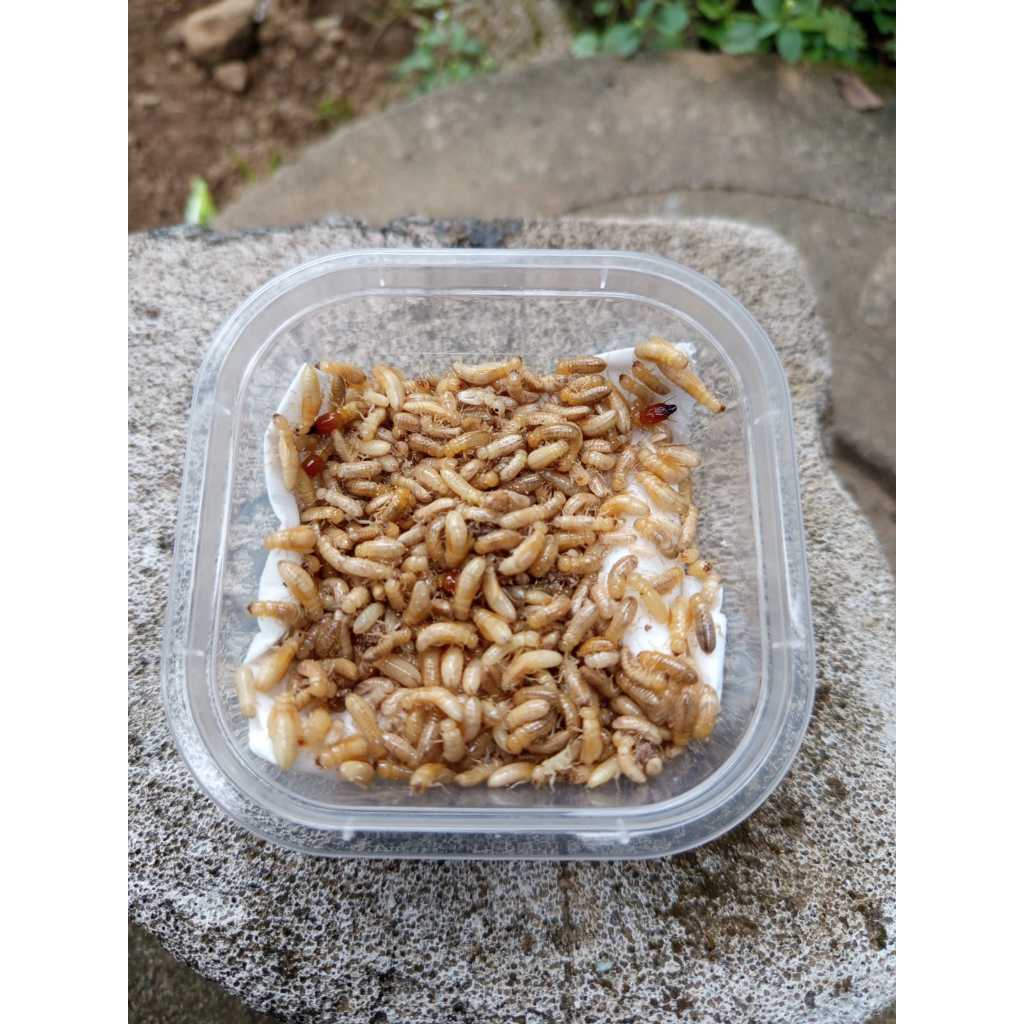 WARANGAS UMPAN MANCING IKAN WADER