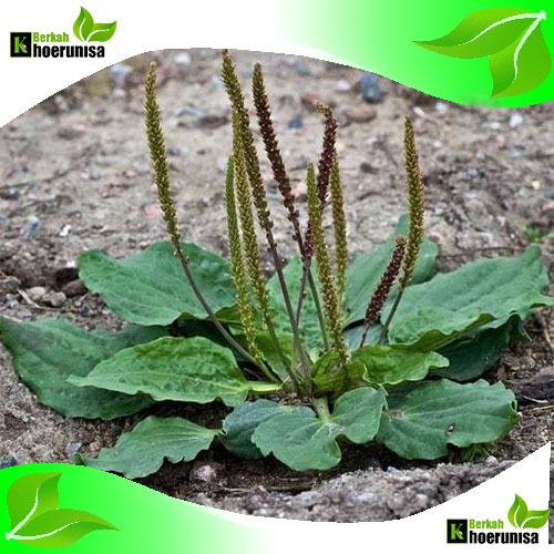 

Daun Sendok kiurat 250 gram segar herbal fresh