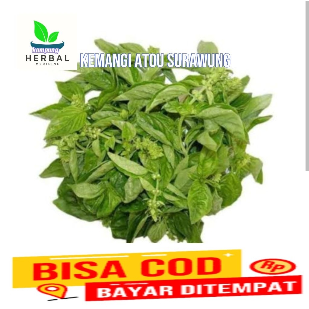 

daun kemangi atou surawung