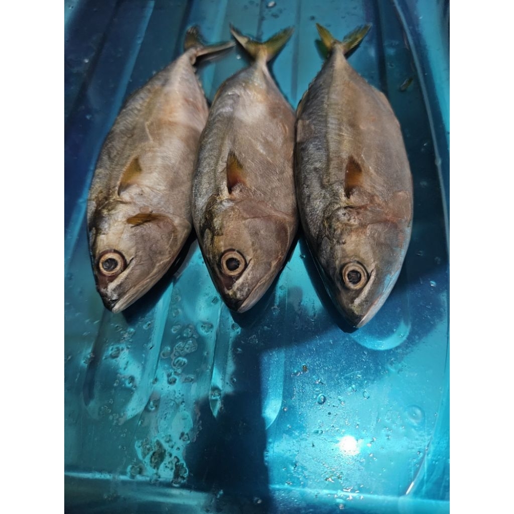 

ikan kembung banyar