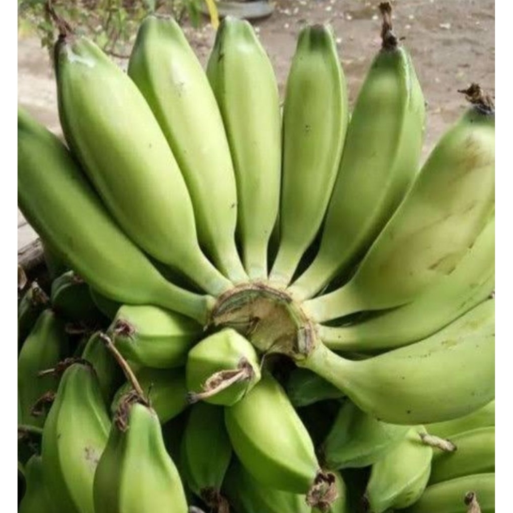 

Pisang Klutuk/Pisang Batu