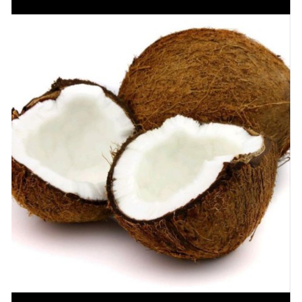 

Ready Buah Kelapa Tua per Butir Untuk Santan Dll