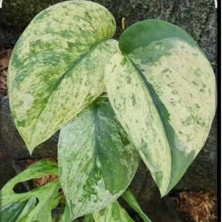 Tanaman Hias Scindapsus Marble Queen