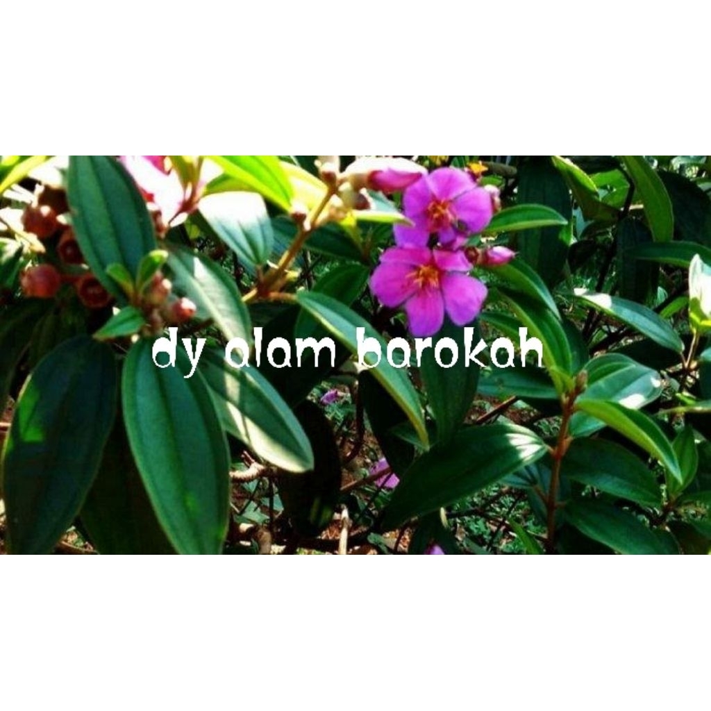 

DAUN HARENDONG/POHON SENDUDUK murah