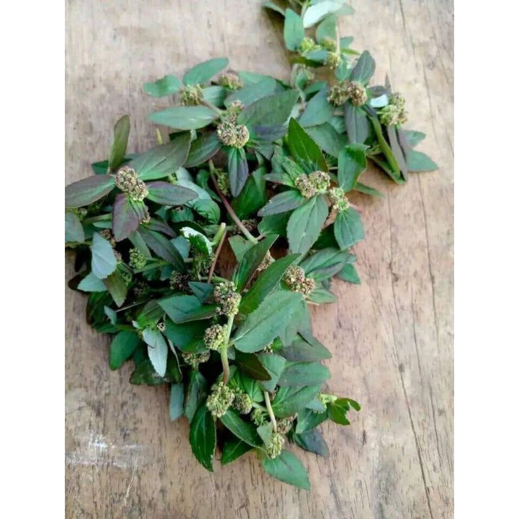 

Daun Patikan Kebo Segar 500gr/ Langsung Petik Saat Order