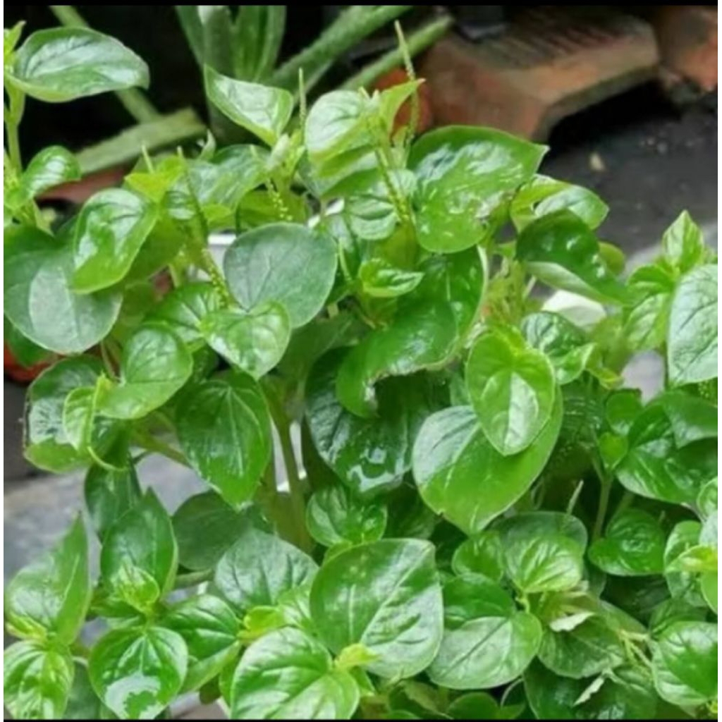 

daun sirih cina segar banyak manfaatnya 500g obat herbal tradisional