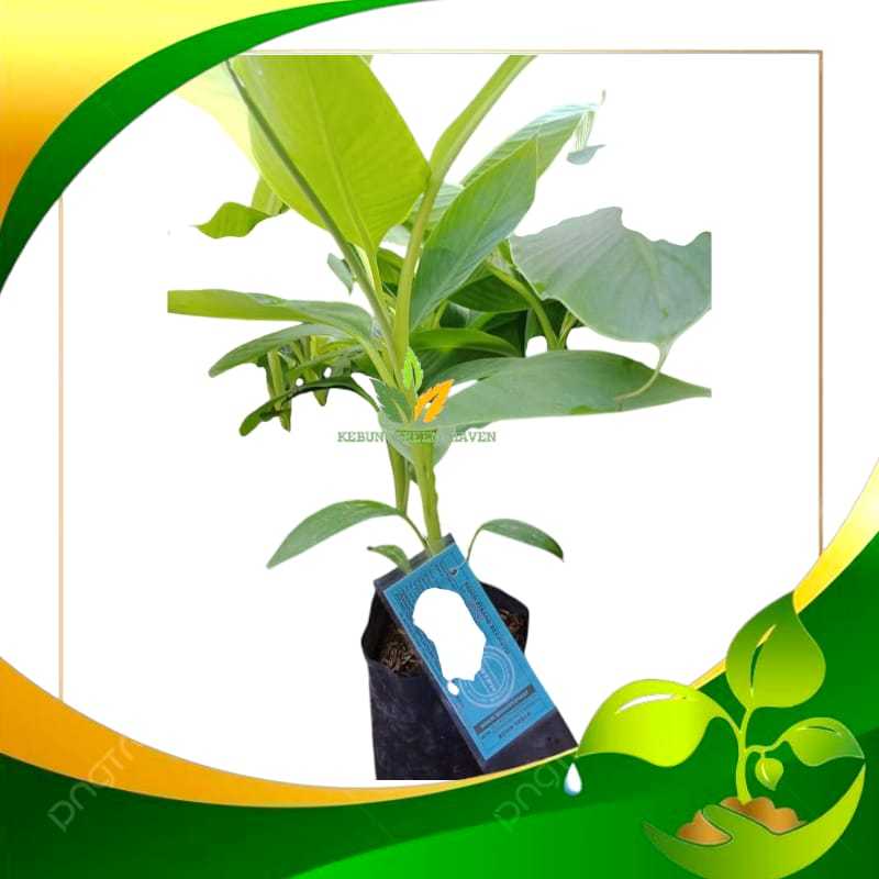 TERMURAH JUAL BIBIT BONGGOL PISANG KEPOK TANJUANG - BENIH TANAMAN PISANG KEPOK TANPA JANTUNG