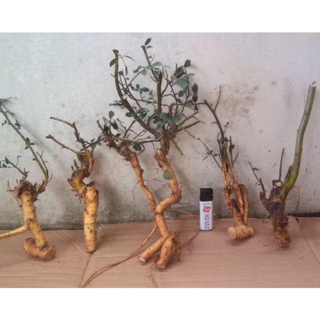 bahan bonsai serut mame