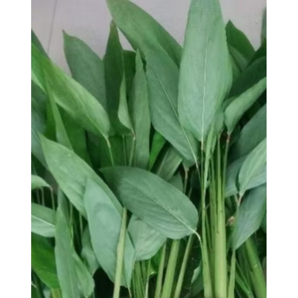 

daun garut daun ubi garut 100 gram