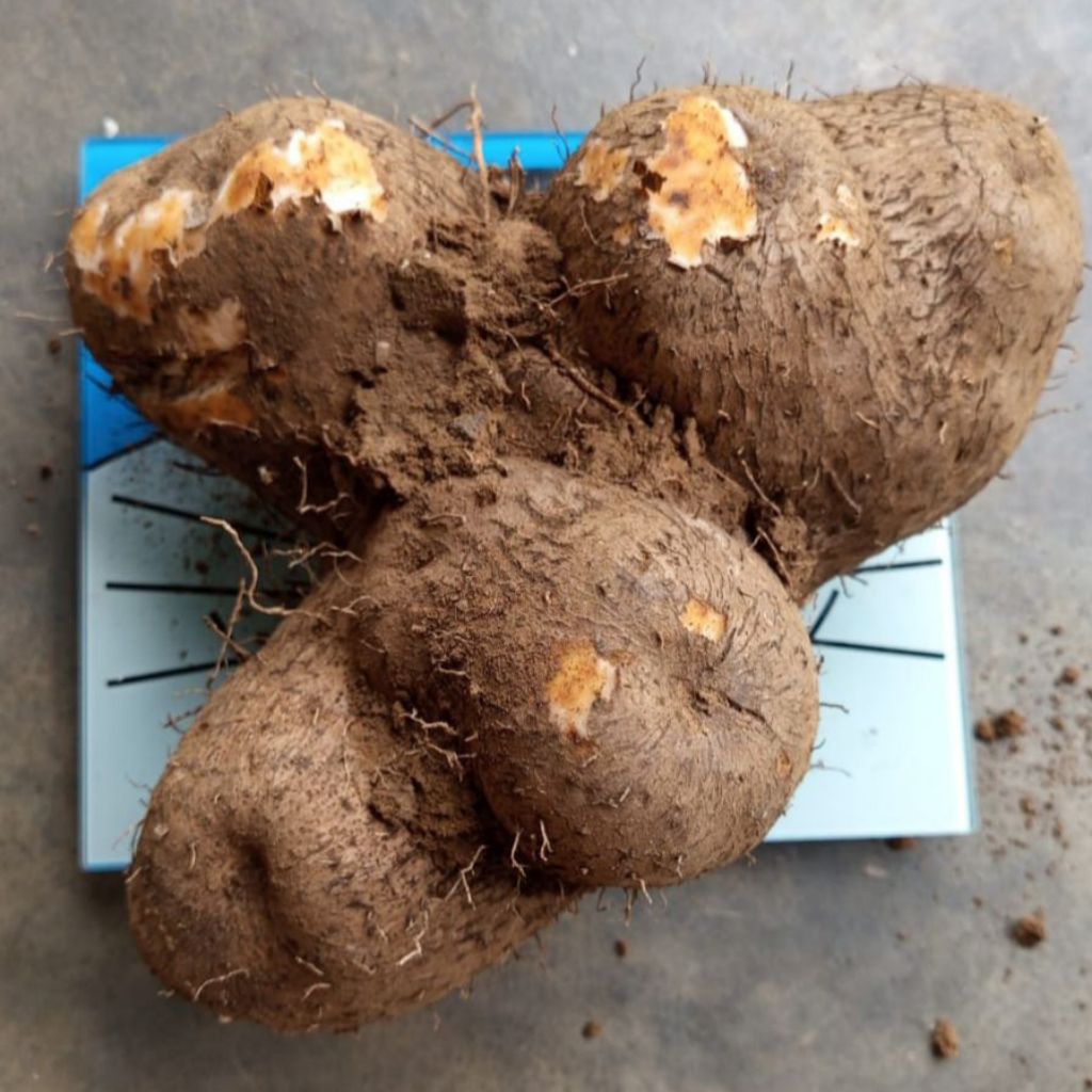 

Uwi Tuban Legi Manis Ungu Putih Segar Fresh