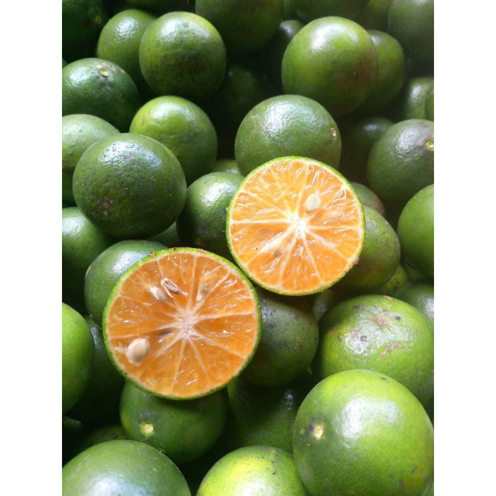 

Jeruk Peras Manis JEMBER kemasan 1kg