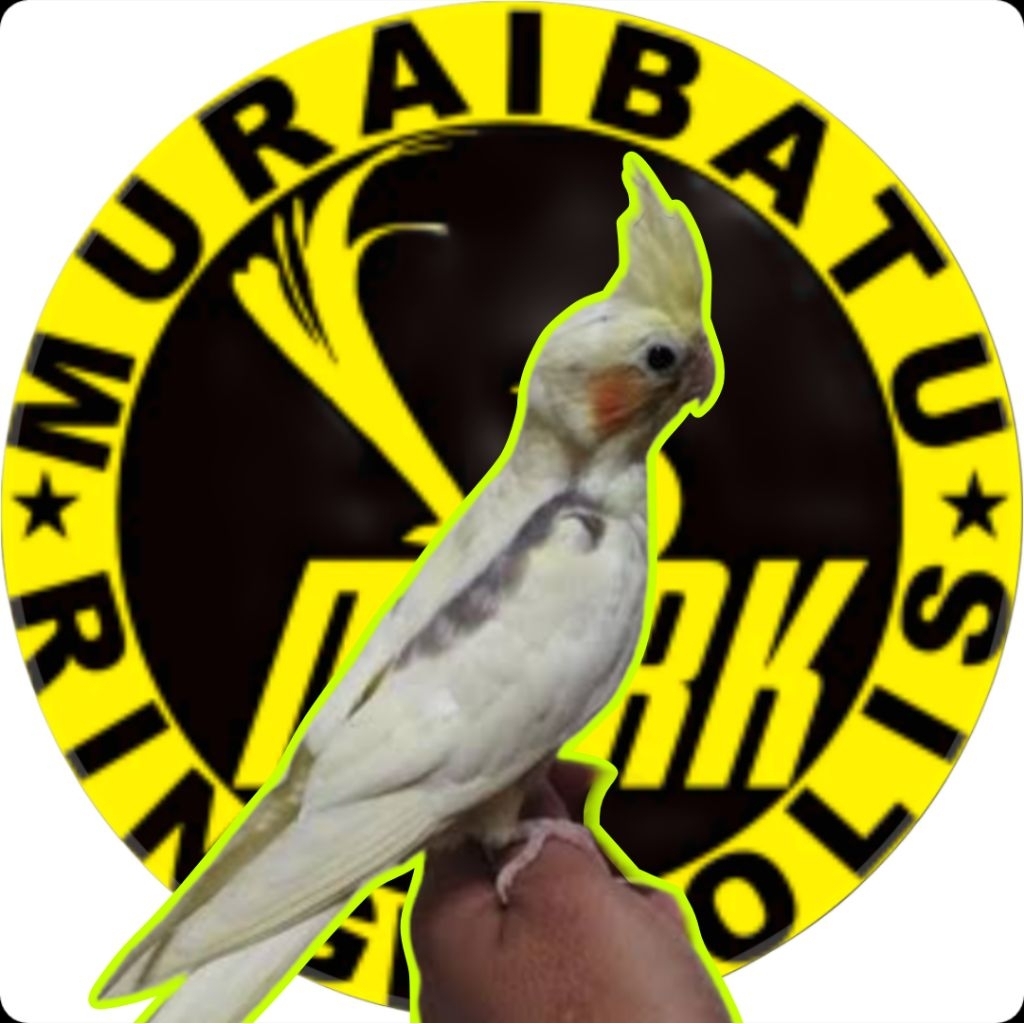 

telur fertil burung Australi Falk Heavy Pied siap ditetaskan