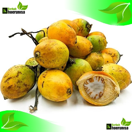 

Buah Pinang/Jambe Tua segar 1 kg rempah dan herbal