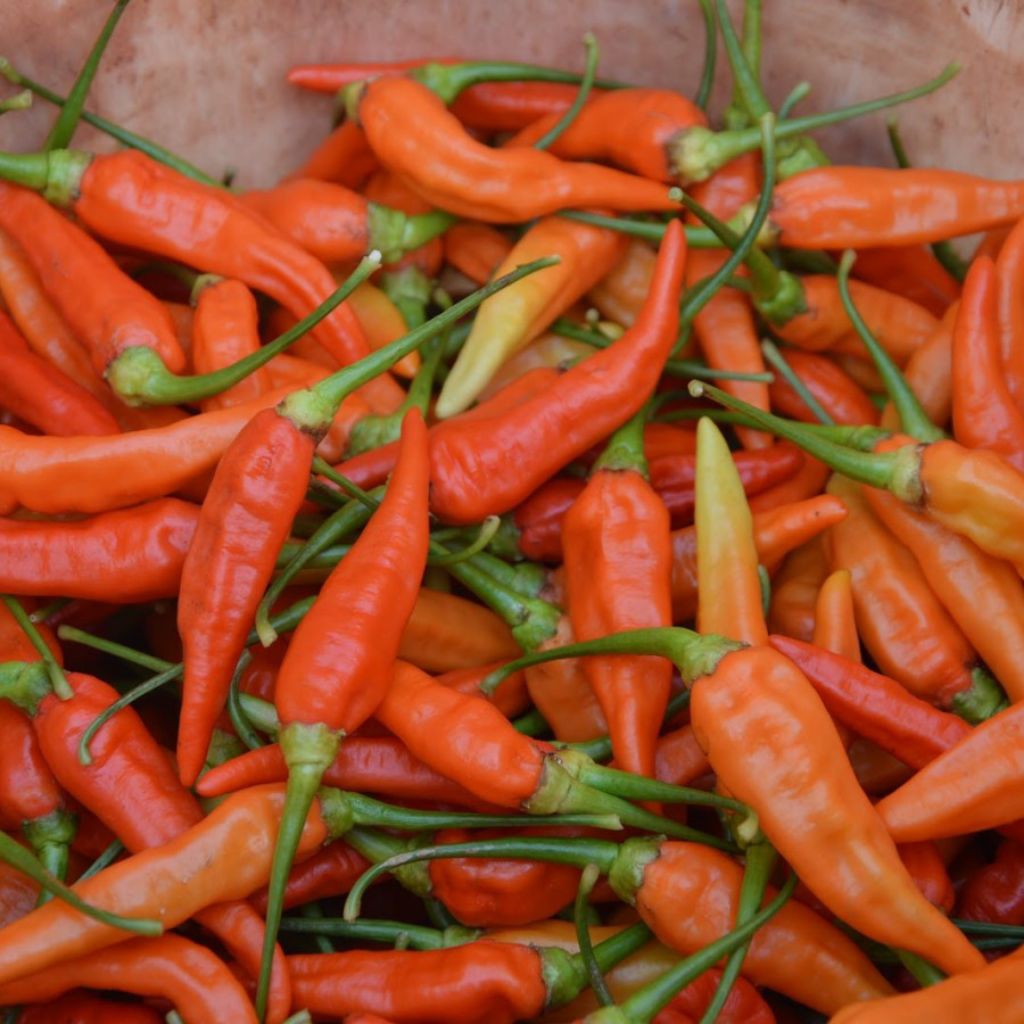 

Cabe rawit merah pedas harga ekonomis bumbu dapur cabe rawit merah