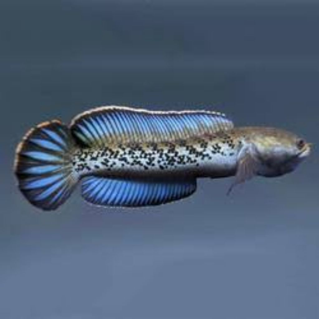 (Seafood) Stewartii Karbi Grade A 6-12cm Hiasan Aquarium