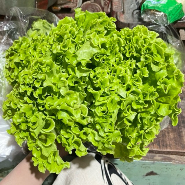 

SELADA AIR / SELADA HIJAU FRESH - ( BERAT 250gr - 1 kg )