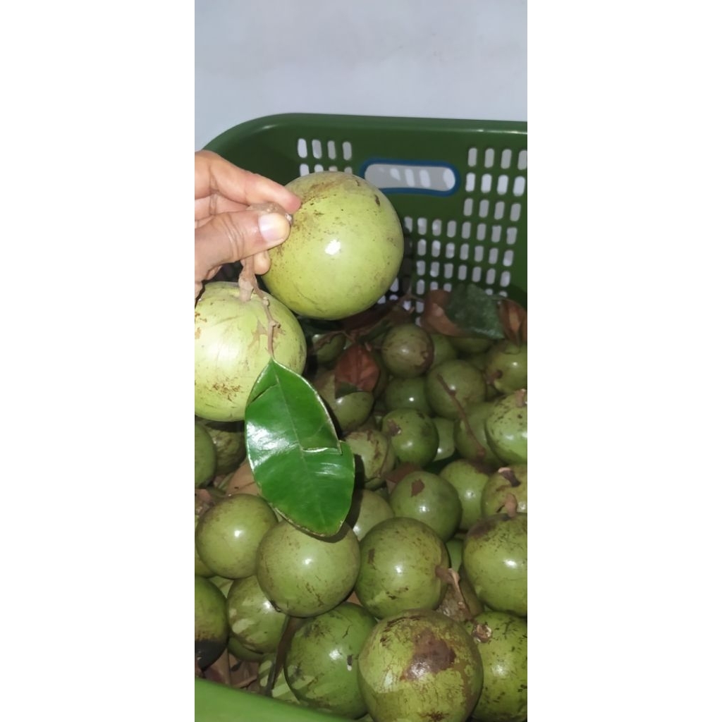 

Manecu Kenitu, genitu,, apel Jawa, sawo apel