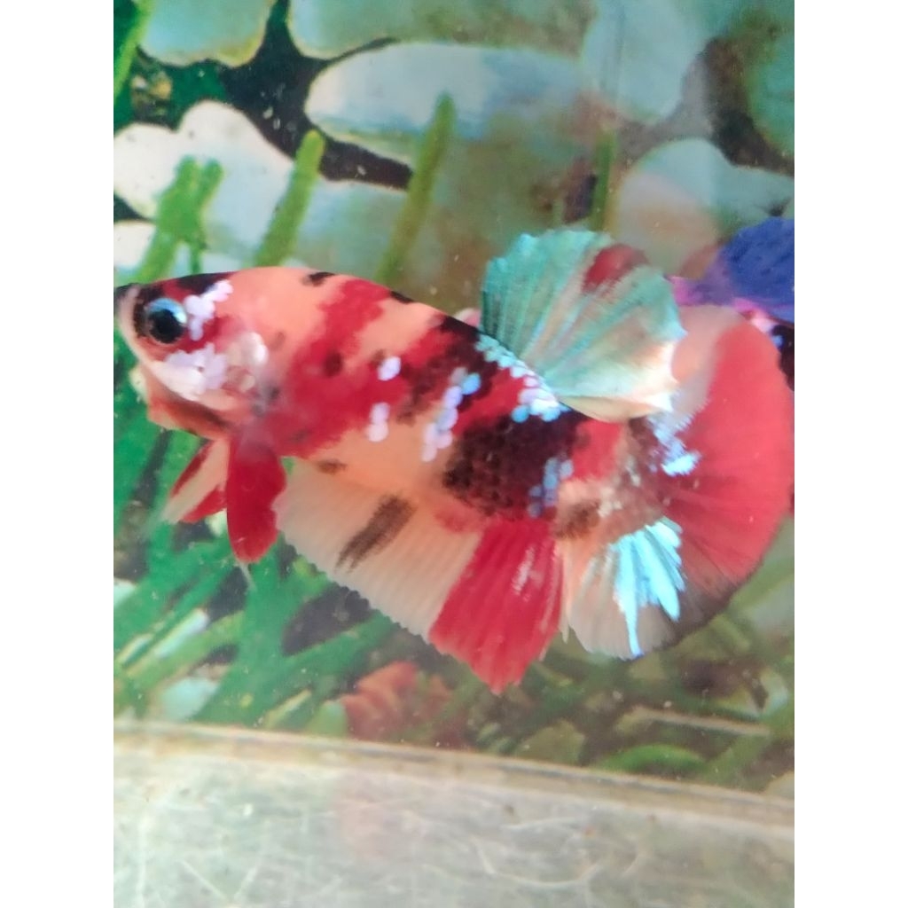 

ikan cupang pelakat multi size M