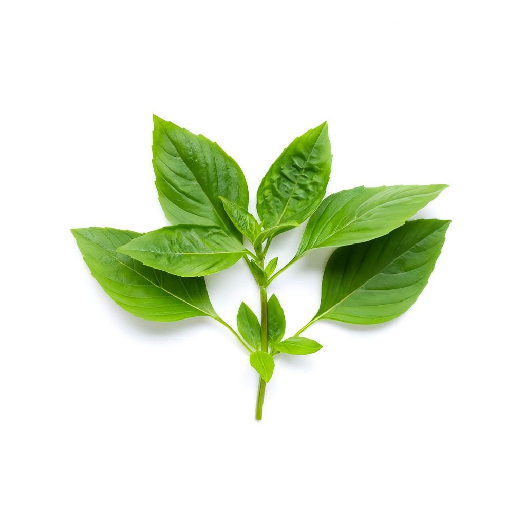 

Daun kemangi segar / Daun surawung per ikat / Lalapan fresh