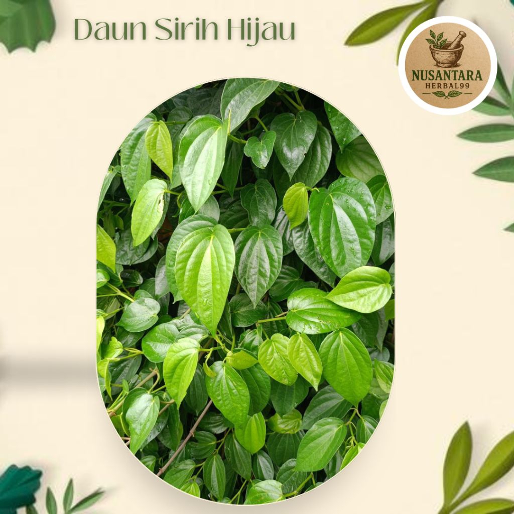 

55 Lembar Daun Sirih Hijau