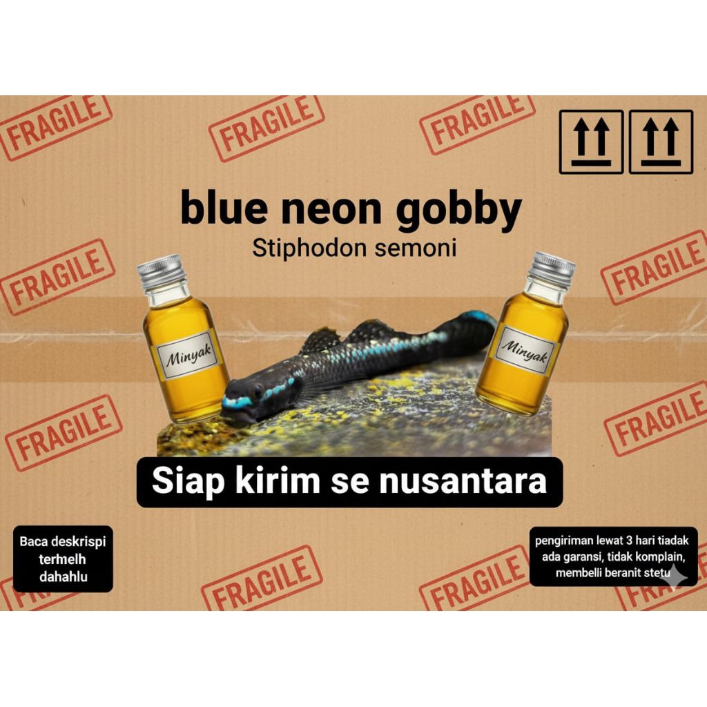 pembersih aquarium blue neon goby
