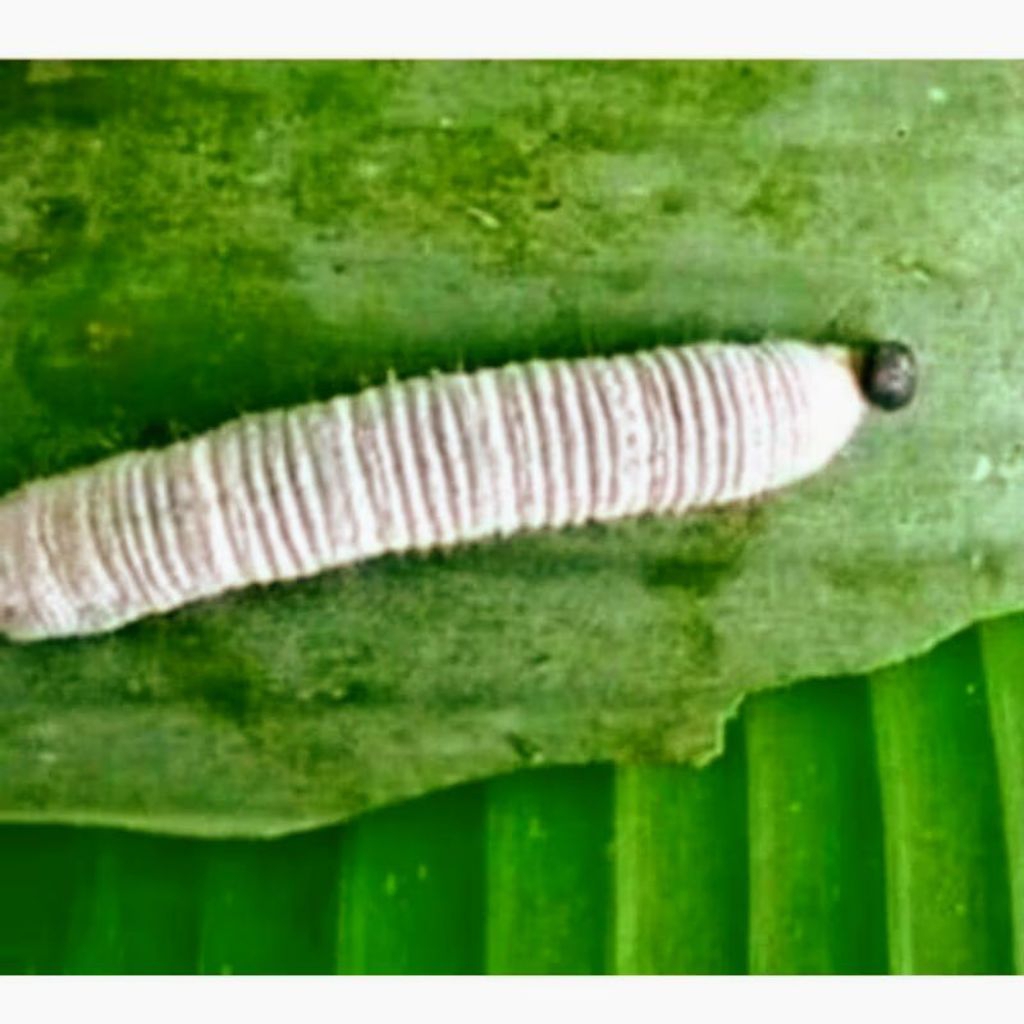 umpan pancing ulat daun pisang umpan pancing ulat pisang umpan pancing